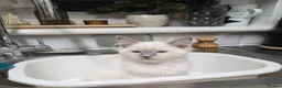 Ragdoll cats for sale: GCCF REGISTERED PEDIGREE RAGDOLL KITTENS  - Advert 5
