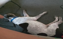 American Bulldog dogs for sale: male dog for sale - Image 2