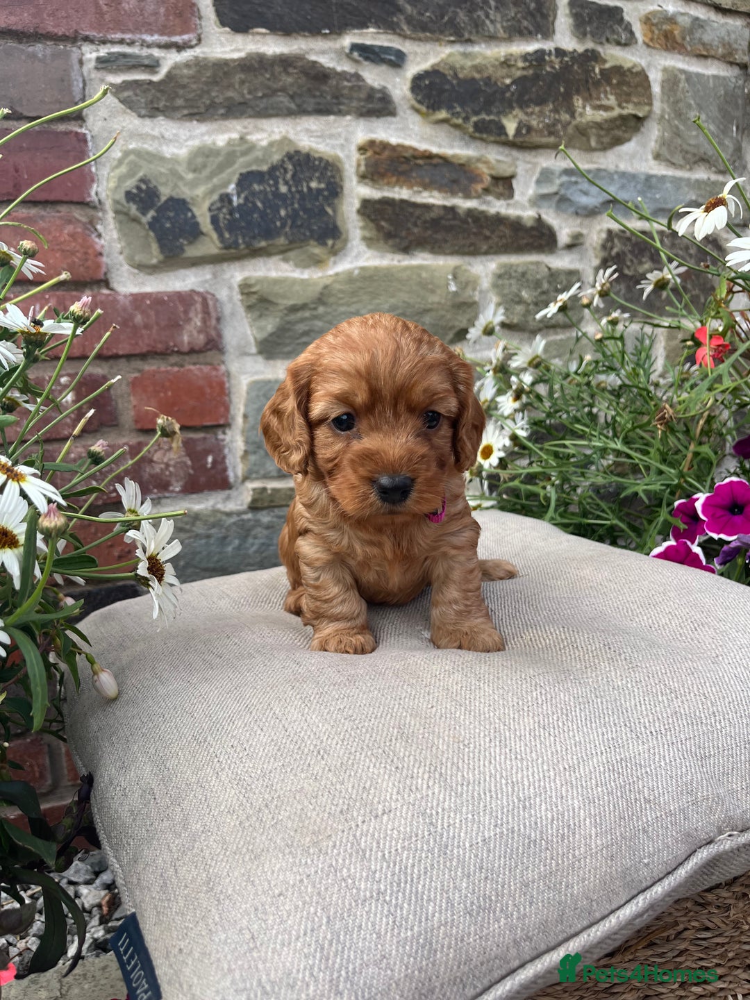 Cockapoo dogs for sale: Beautiful Toy F1 Cockapoo Puppies for sale - Image 11