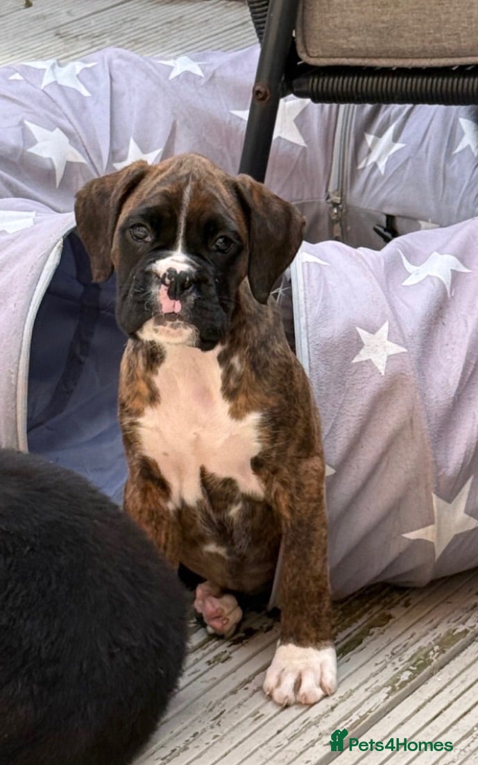 Boxer dogs 8wk old Boxer Puppy - Advert 2