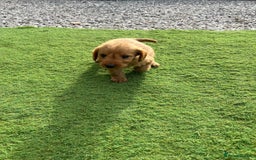 Labradoodle dogs for sale: Labradoodle  - Image 16