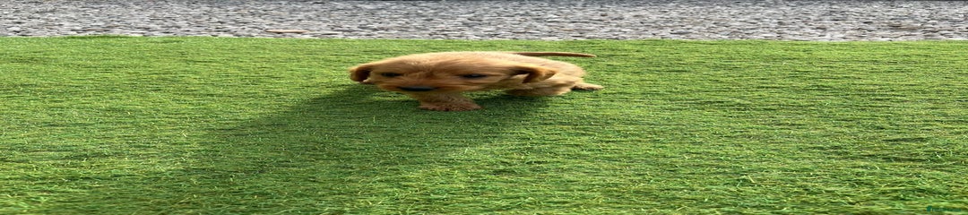 Labradoodle Puppy 8