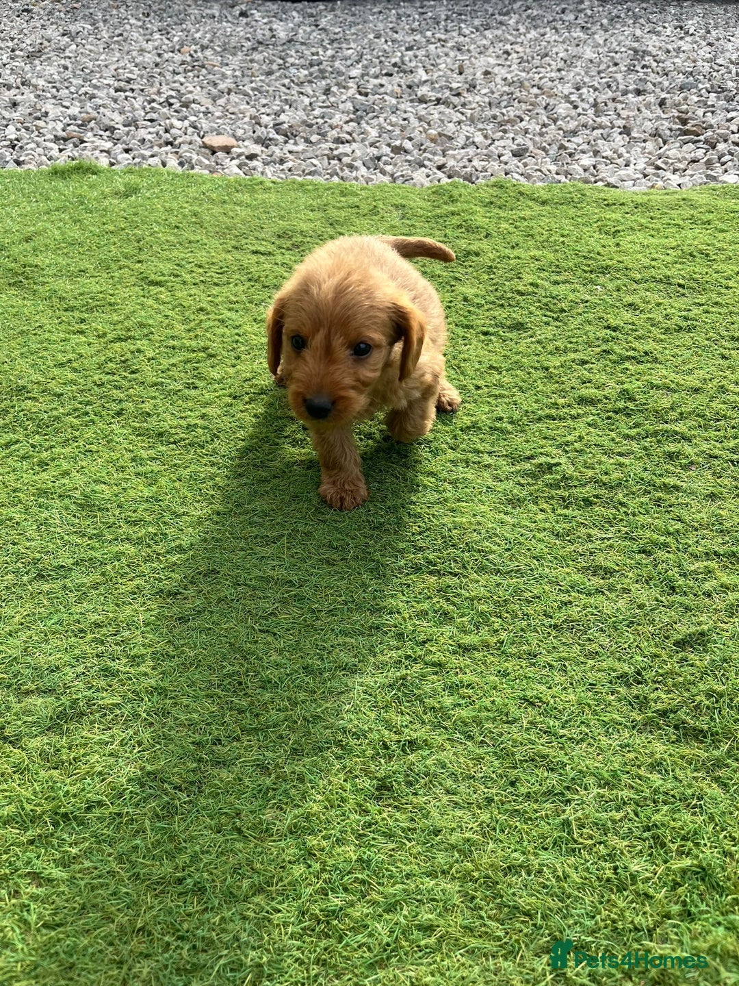 Labradoodle dogs for sale: Labradoodle  - Image 16