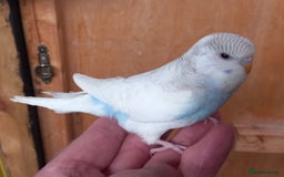 Budgerigars birds for sale: Stunning clear wing baby budgies.  - Image 5