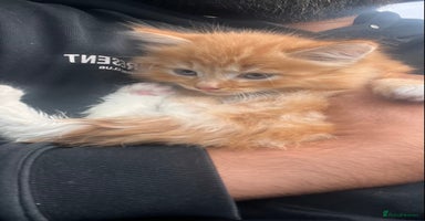 Mixed Breed cats Stunning Ginger Maine coon  kittens ready now - Advert 7