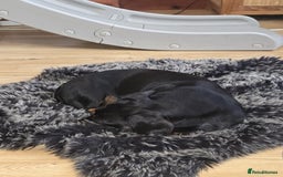 Miniature Dachshund dogs for sale: Miniature dachshund  - Image 3