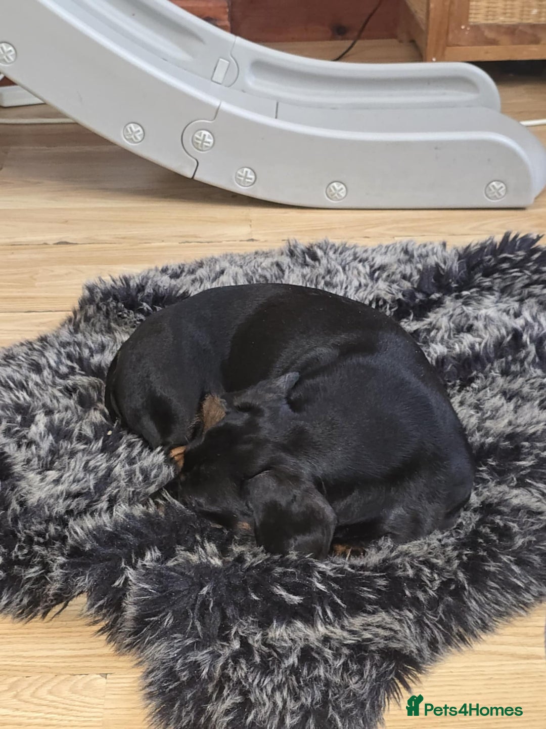 Miniature Dachshund dogs for sale: Miniature dachshund  - Image 3