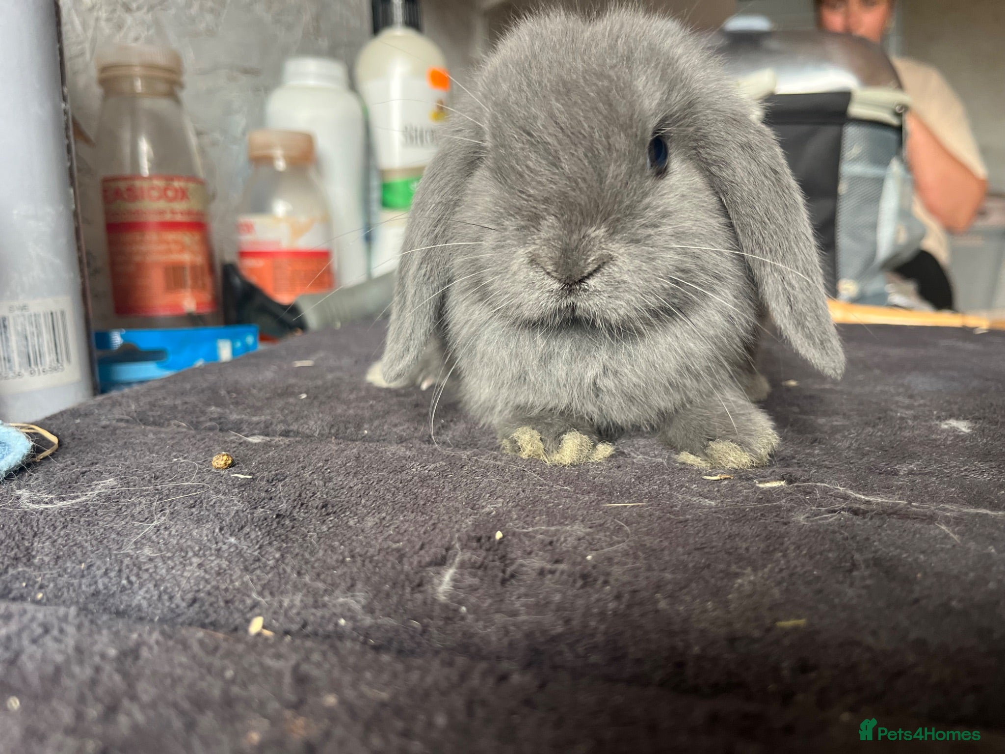 Mini Lop rabbits Pure mini lop  - Advert 1