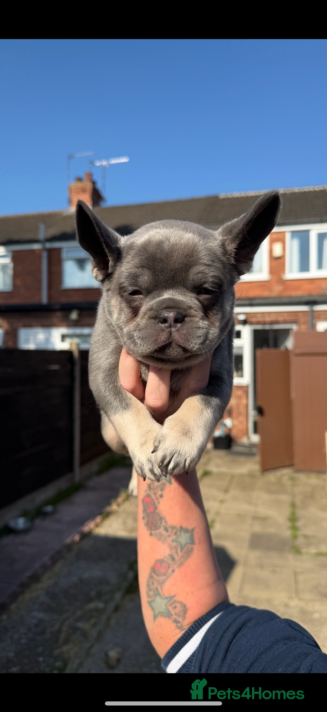 French Bulldog dogs for sale: ** frenchies  - Image 10