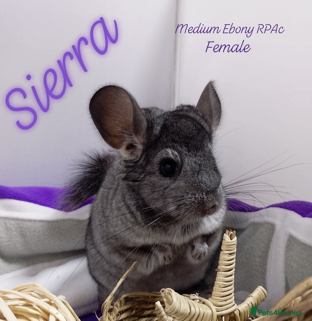 Chinchilla rodents for sale: Female RPA / RPAc baby Chinchillas - Image 5