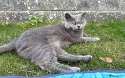 British Shorthair cats for sale: 3 year old British Blue Cat Needs Loving Home - Image 3