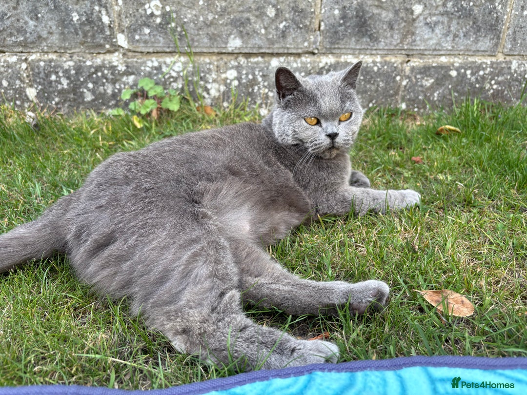 British Shorthair cats for sale: 3 year old British Blue Cat Needs Loving Home - Image 3