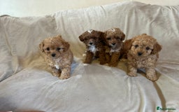 Cavapoo dogs for sale: Beautiful F1b Cavapoos Socialised, Family Raised, - Image 8