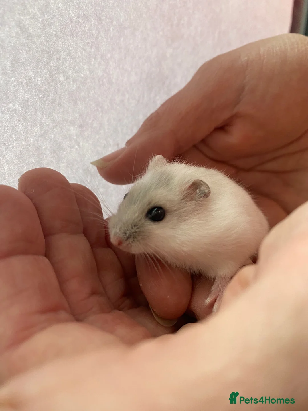 Hamster rodents for sale: Baby winter white dwarf hamsters ready now  - Advert 2