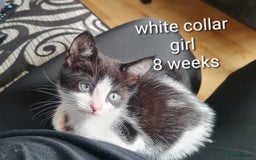 Mixed Breed cats for sale: 3 girls 2 boys kittens ready now  - Image 10
