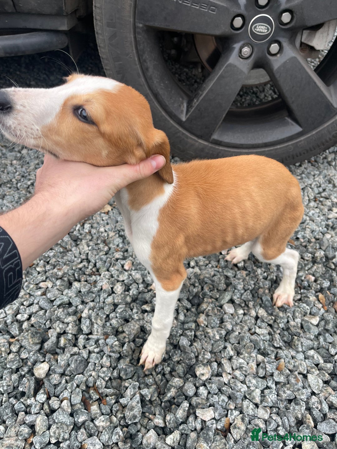 Mixed Breed dogs for sale: Pure saluki-greyhound puppies  - Advert 11