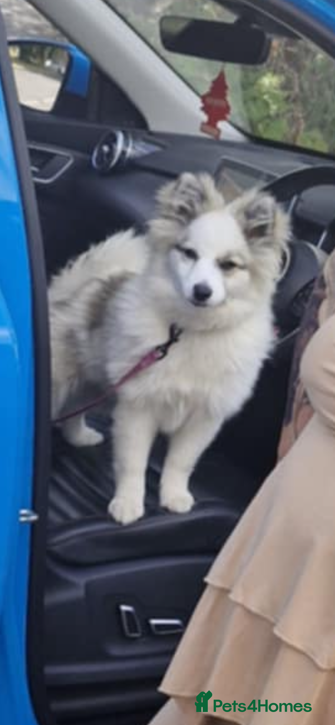 Pomeranian dogs for sale: Girl Pomeranian - Image 3