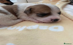 Mixed Breed dogs for sale: Jack chi puppies  - Image 6