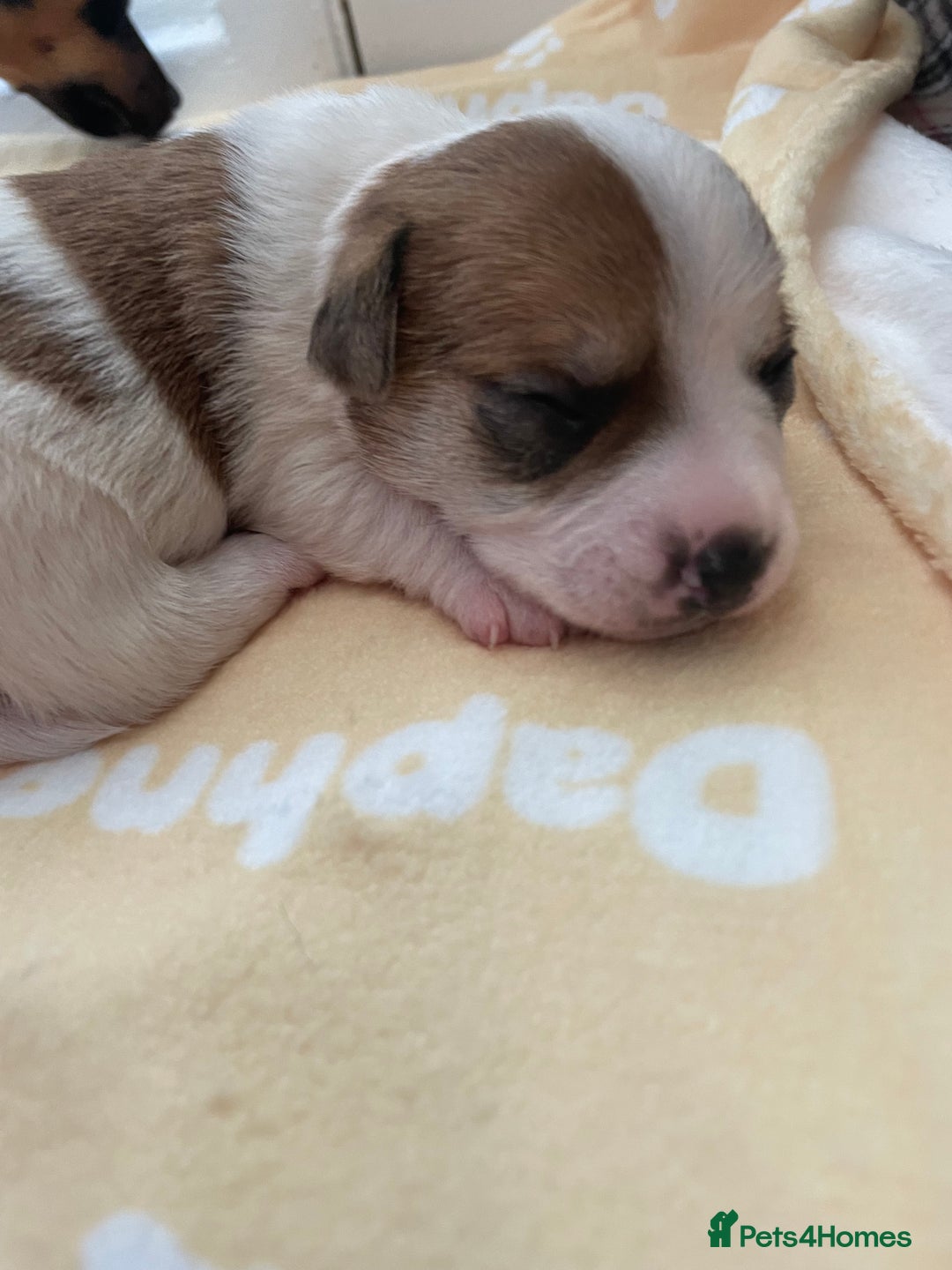 Mixed Breed dogs for sale: Jack chi puppies  - Image 6
