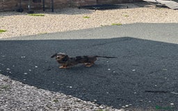 Dachshund dogs for sale: Tiny dachshund ready now! - Image 11