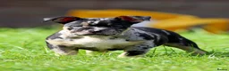 American Bully dogs for sale: READY NOW 9 beautiful ABKC pocket bullies - Advert 16
