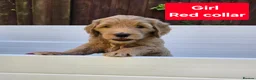 Goldendoodle dogs for sale: LAST girl left of Multigen.Goldendoodle Puppies!!! - Advert 39