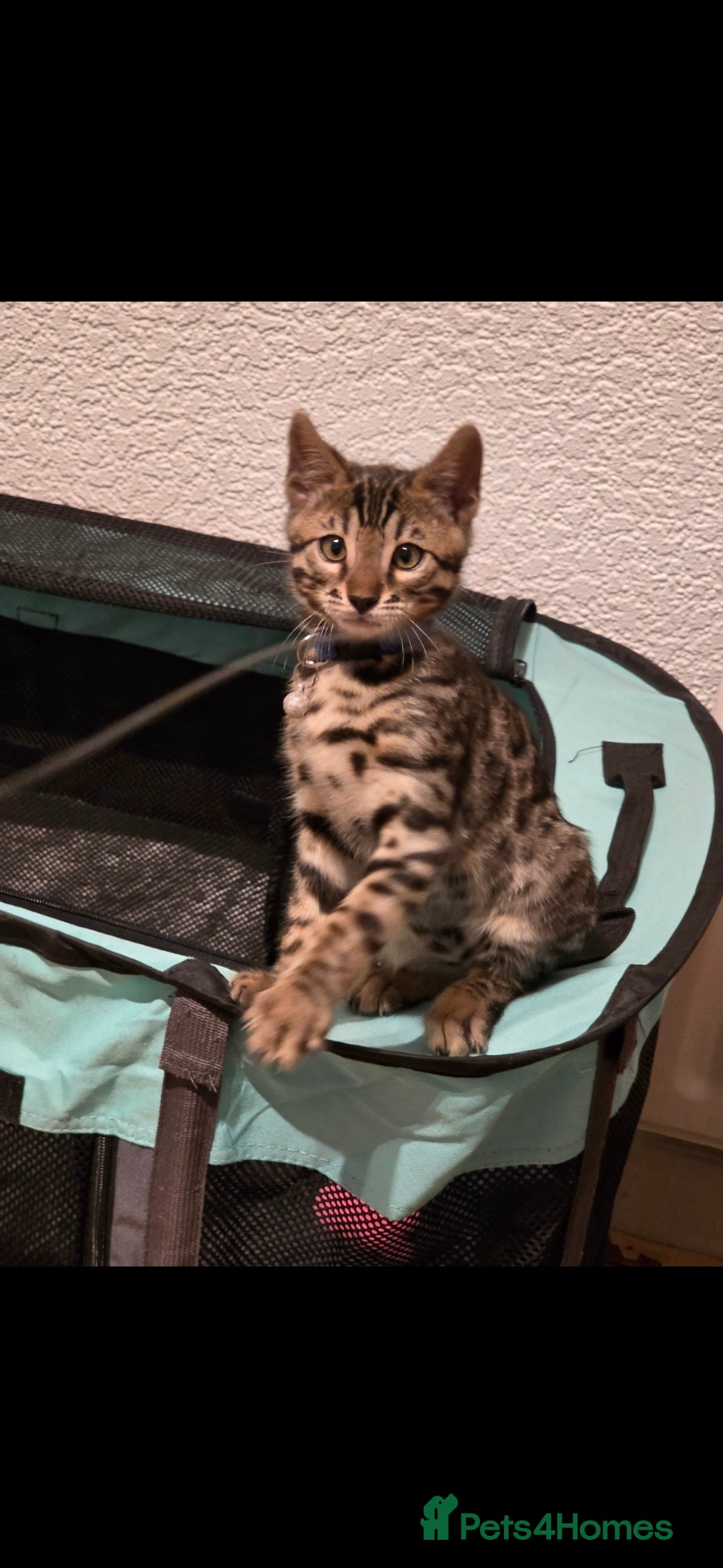 Bengal cats for sale: Stunning bengal kittens - Image 14