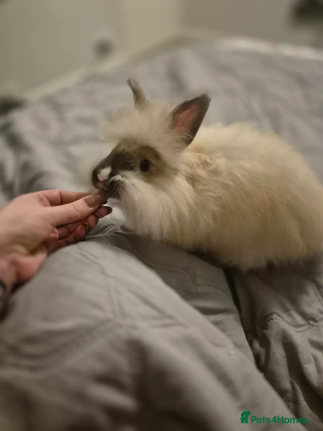 Angora rabbits for sale: Handsome Angora Male - Advert 5