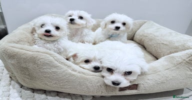Maltese dogs - Advert 2