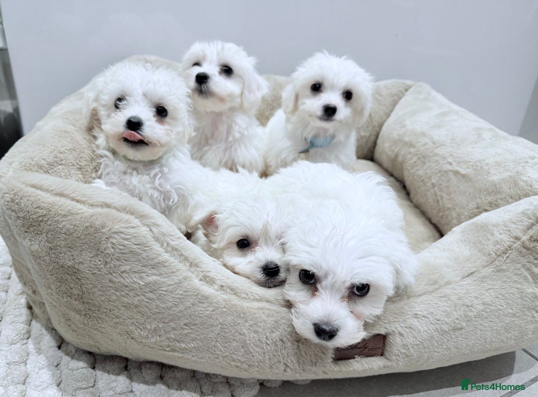 Maltese dogs for sale: Maltese puppies for sale 🐶 - Image 2