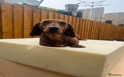 Miniature Dachshund dogs for sale: Miniature dachshund puppies - Image 12