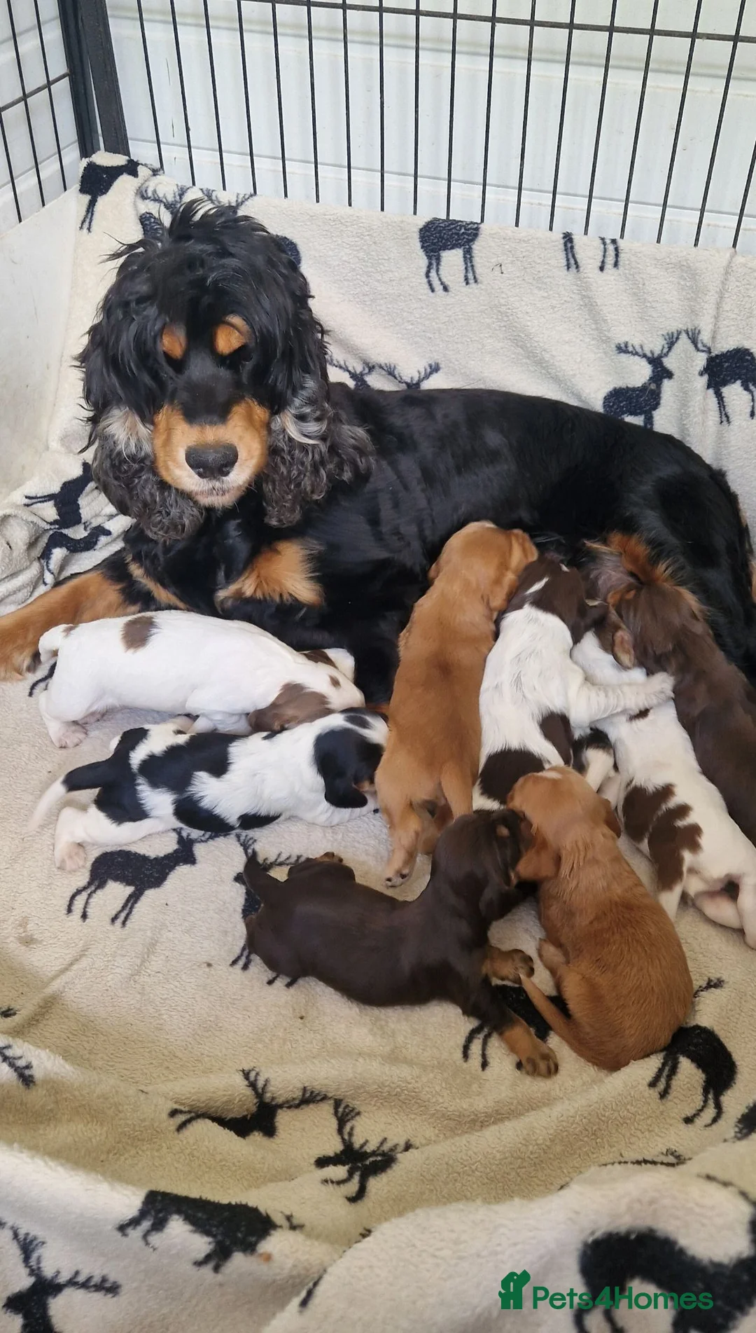 Cocker Spaniel dogs for sale: Kc registered show type puppies - Advert 1