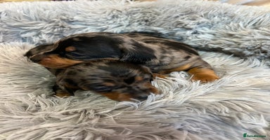 Miniature Dachshund dogs - Advert 16