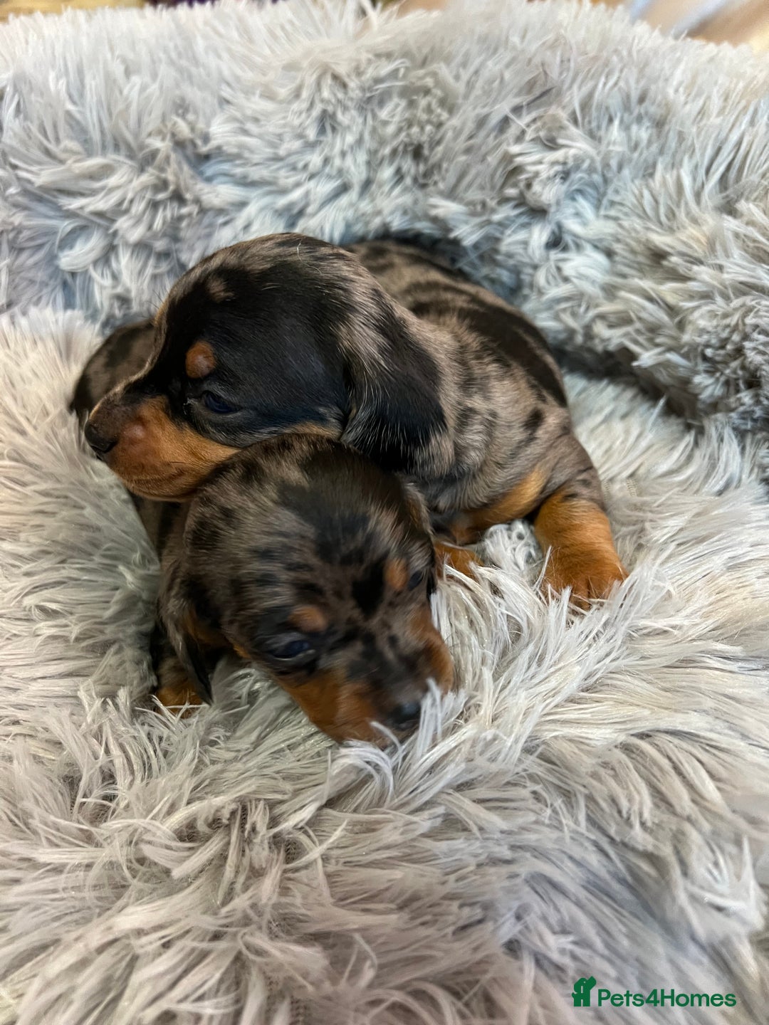 Miniature Dachshund dogs for sale: gorgeous dachshund puppy 🐶🐾 - Image 2