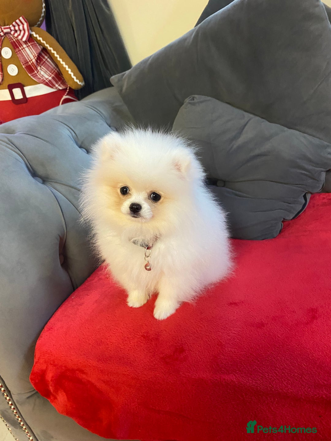 Pomeranian dogs for sale: 12 week old teddy bear Pomeranian white beautiful! - Advert 2