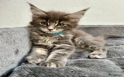 Maine Coon cats for sale: Champion line Maine Coon kittens available  - Image 4
