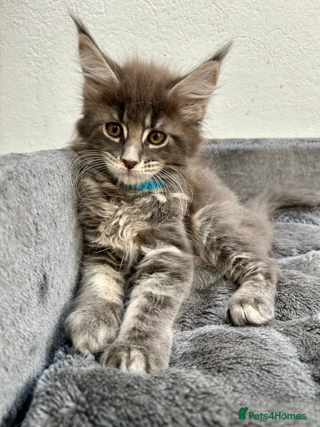 Maine Coon cats for sale: Champion line Maine Coon kittens available  - Image 4