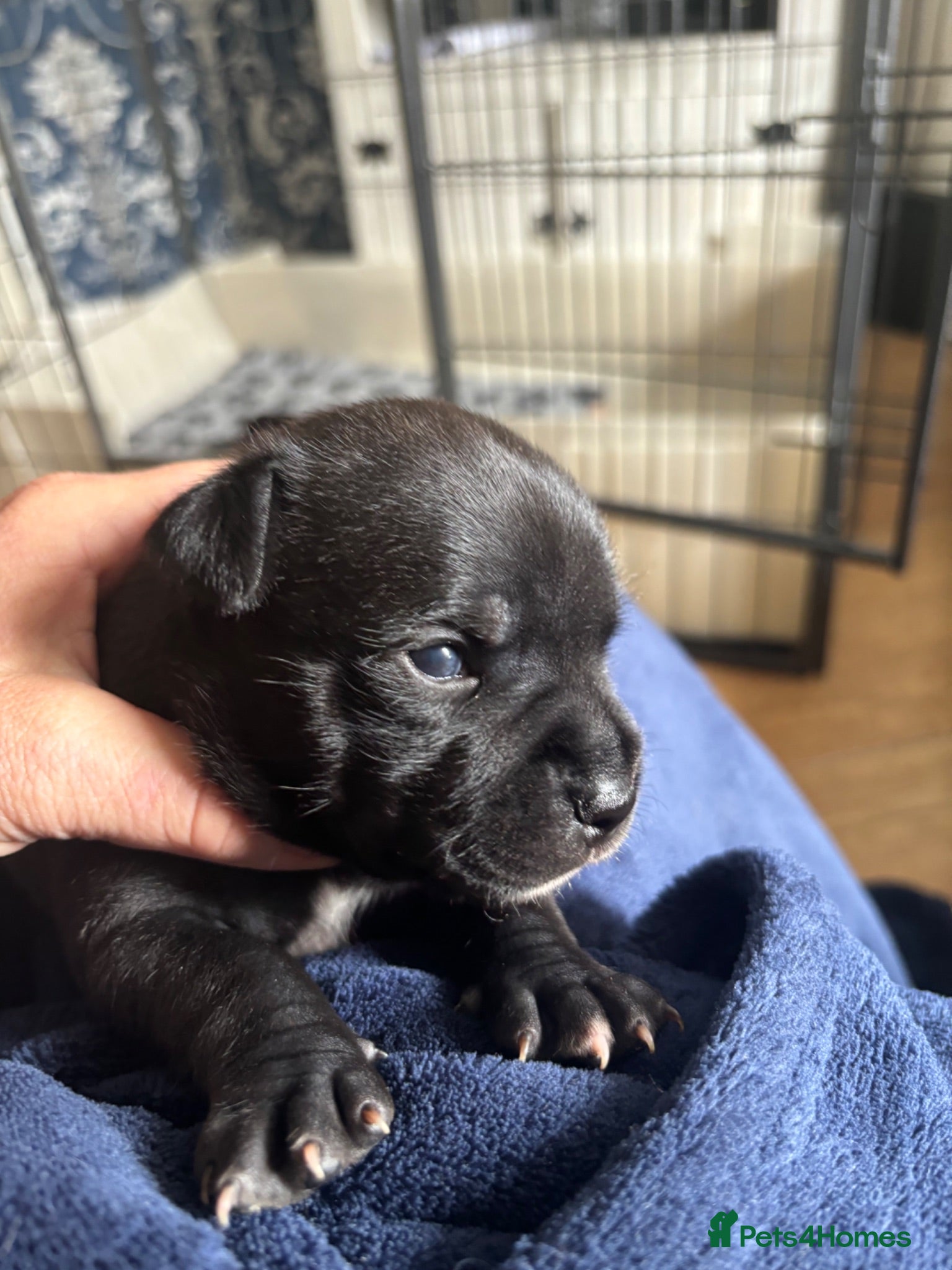 Staffordshire Bull Terrier dogs Stunning litter CH KC 🖤💙  - Advert 18