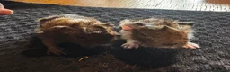 Guinea Pig rodents for sale: Babies ready 2 reserve girls&boys  - Advert 33