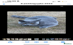 British Shorthair cats for sale: BEAUTIFUL BRITISH SHORTHAIR BOY AND GIRL  - Image 6