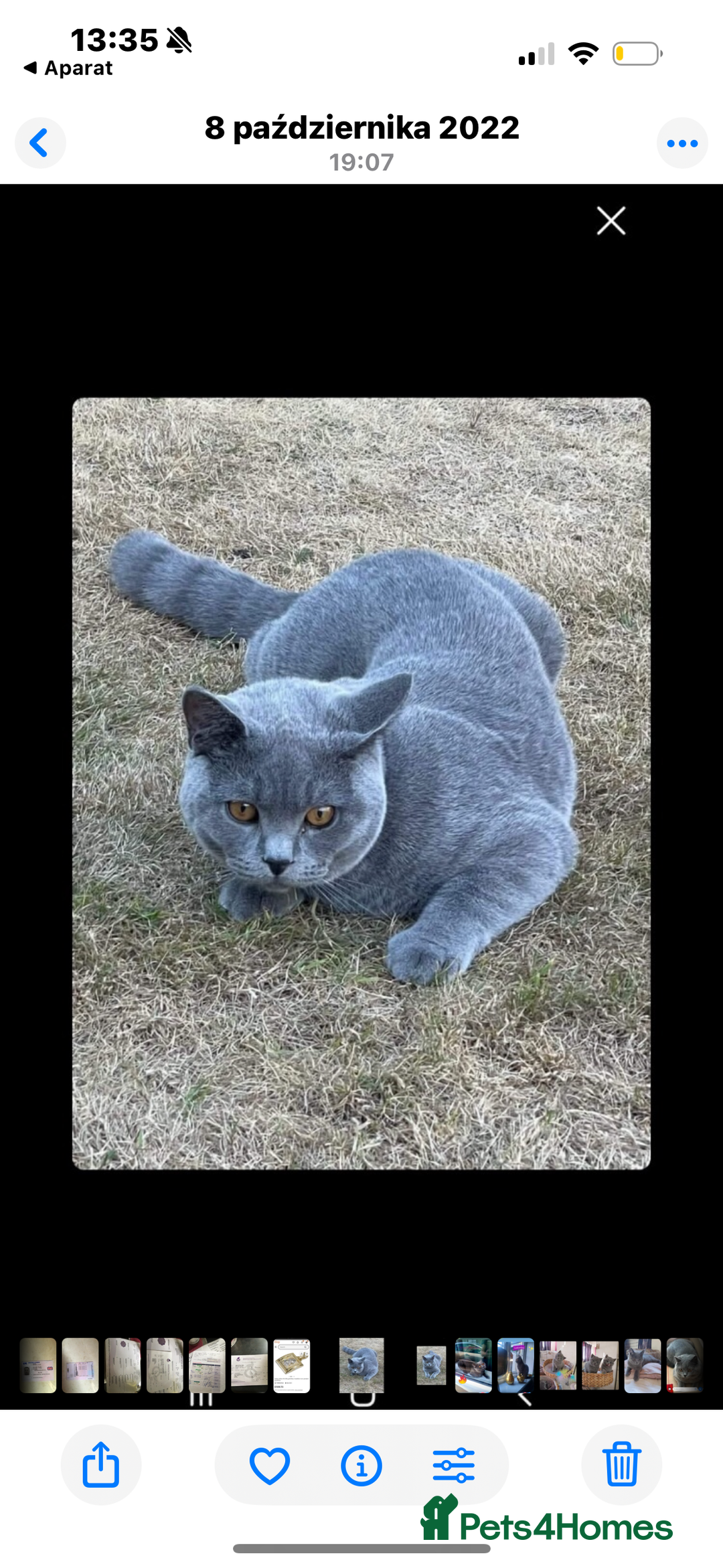 British Shorthair cats for sale: BEAUTIFUL BRITISH SHORTHAIR BOY AND GIRL  - Image 6