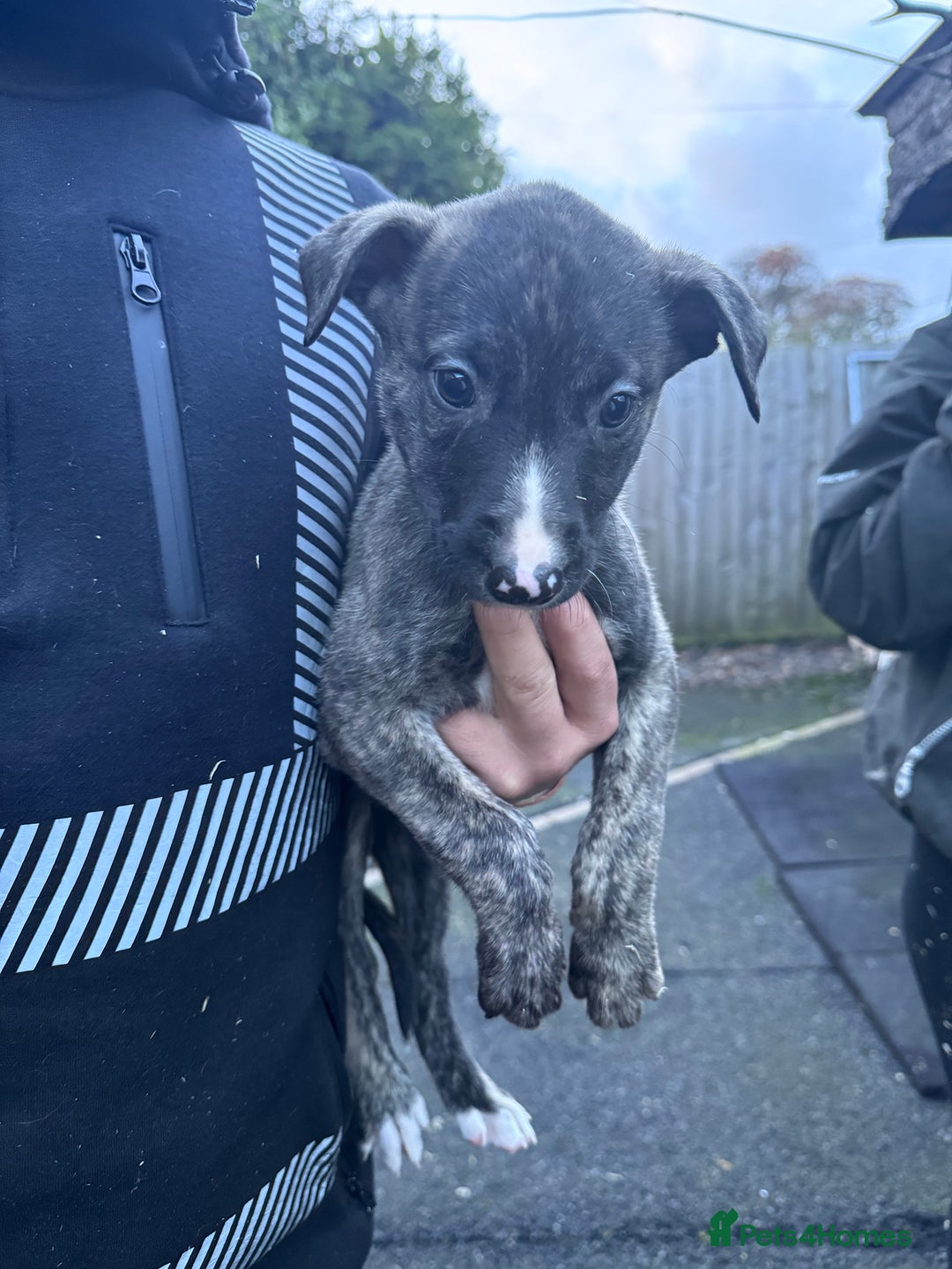 Mixed Breed dogs for sale: Beautiful litter of puppies  - Advert 9