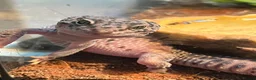 Leopard Gecko reptiles for sale: Rehoming Leopard Gecko - Advert 4
