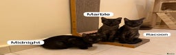 Mixed Breed cats for adoption: [Indoors Only] Lovely & Playful Trio Brothers - Advert 2