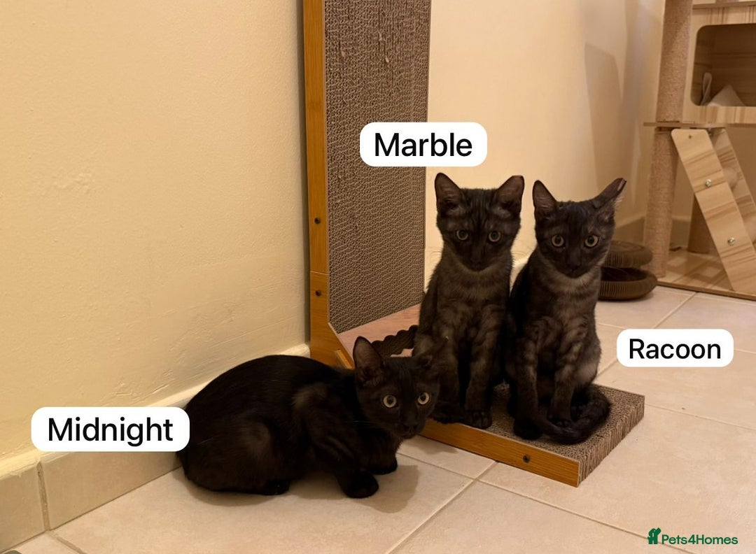 Mixed Breed cats for adoption: [Indoors Only] Lovely & Playful Trio Brothers - Advert 2