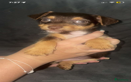 Jack Russell dogs for sale: #Readynow#Miniature Jack Yorkshire terrier pups in Sittingbourne - Image 11