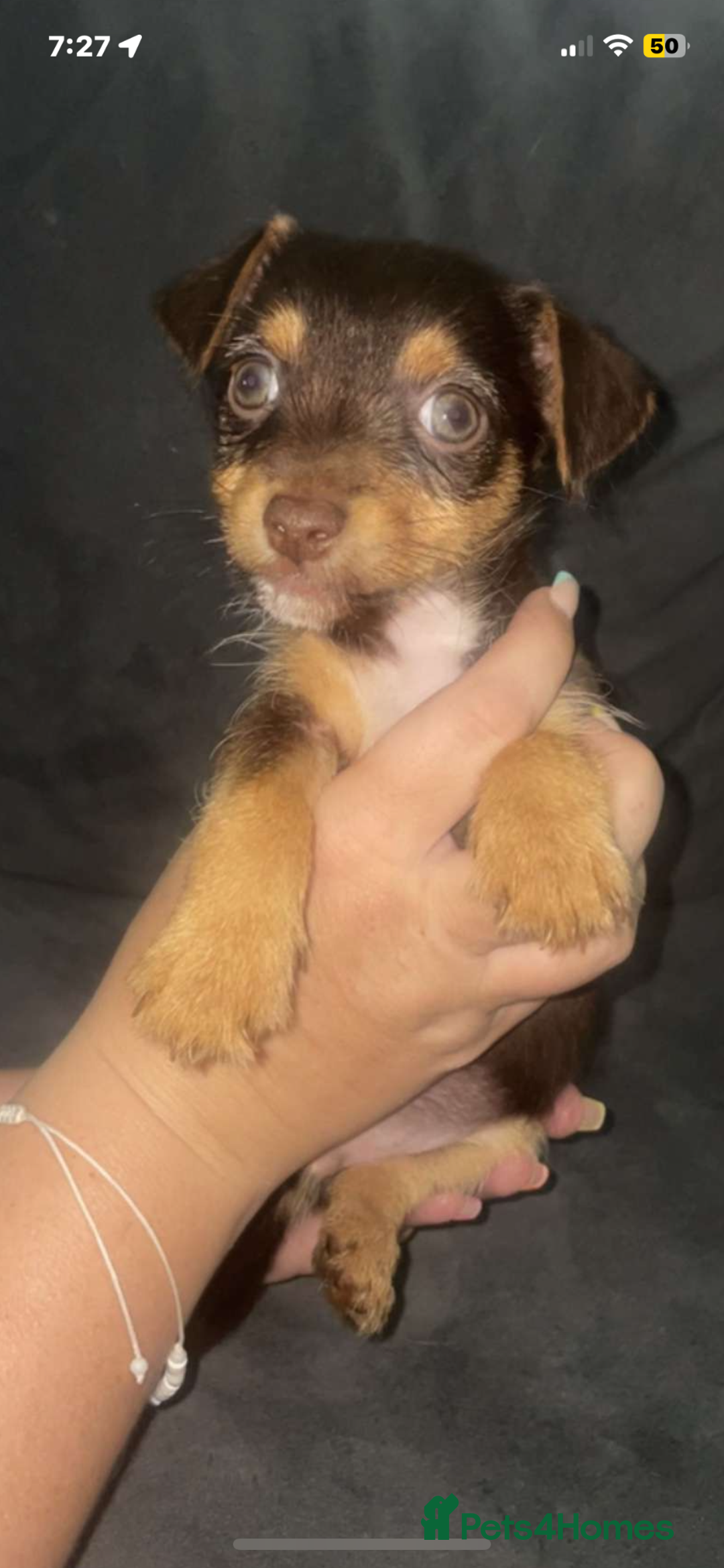 Jack Russell dogs for sale: #Readynow#Miniature Jack Yorkshire terrier pups in Sittingbourne - Image 11