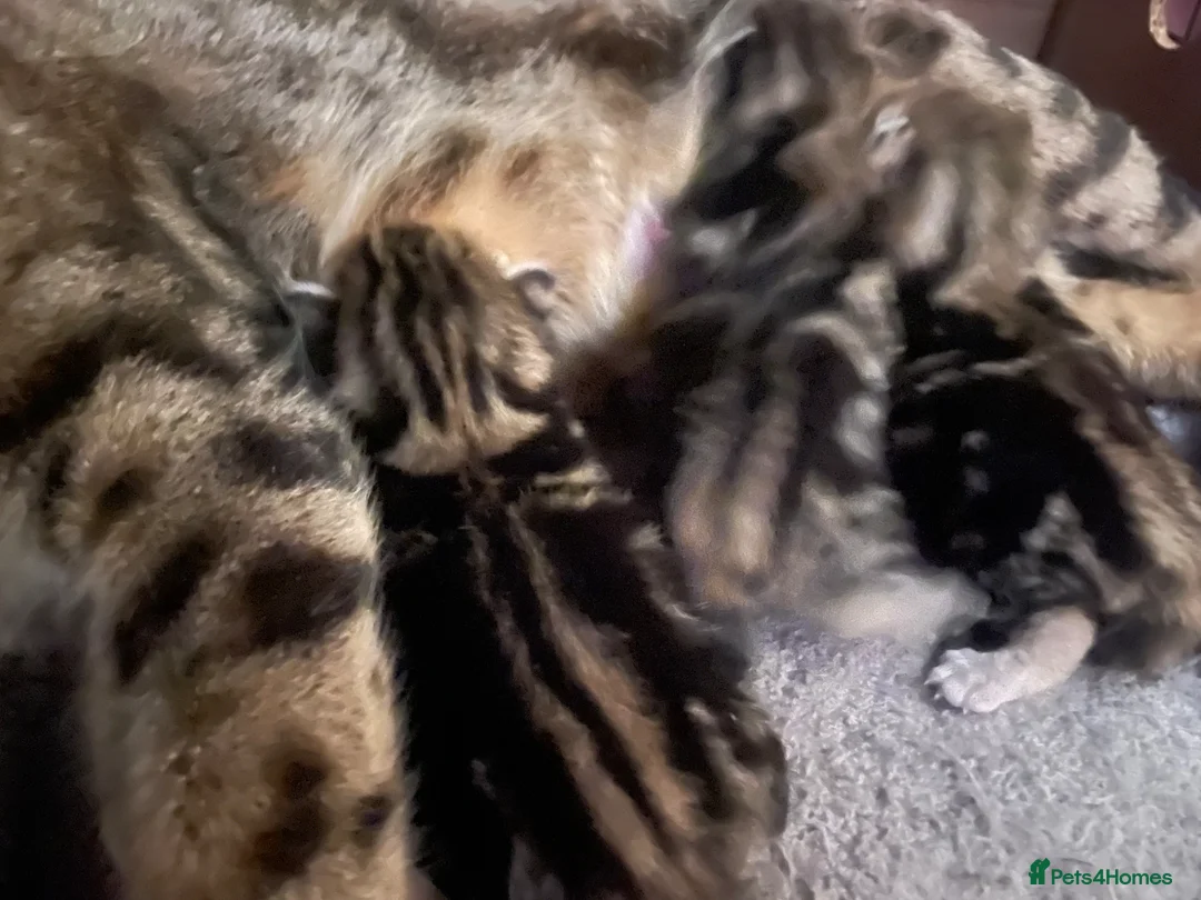 Bengal cats for sale: Stunning racing striped Bengal kittens! in Cheddar - Advert 2