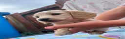 Miniature Dachshund dogs for sale: Longhair cream mini dachshund puppys - Advert 13