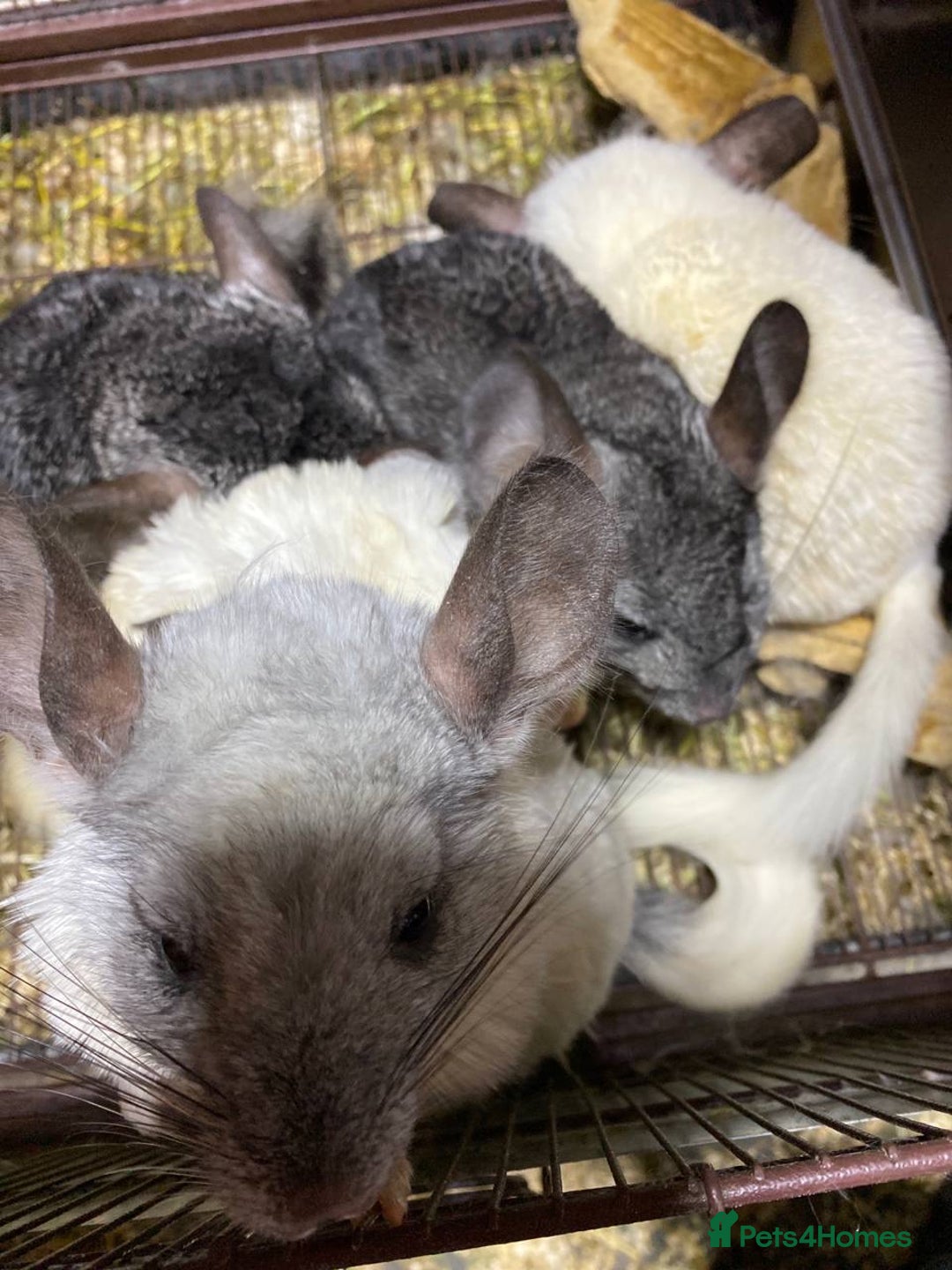 Chinchilla rodents for sale: White gold-bar mosaic Chinchillas for sale (Rare) - Image 3